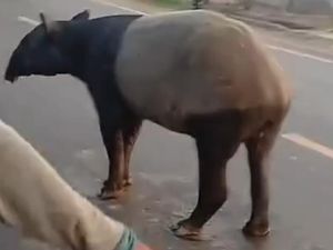 Fragmentasi Hutan Jadi Penyebab Tapir Keluar dari Habitatnya di Lampung