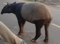 Disembelih di Lampung, Mengapa Tapir Masuk Permukiman Warga?