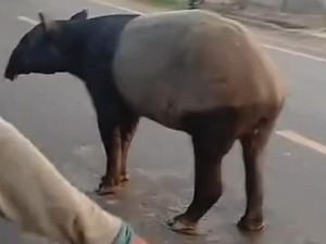 Terpopuler: Tapir yang Viral di Lampung Disembelih Warga, Dimasak Jadi Rica-rica