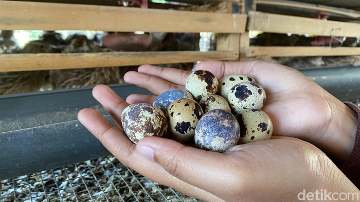 Telur puyuh yang baru diambil dari kandang di Kota Batu