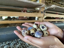 Harga Telur Puyuh Anjlok, Peternak Kota Batu Rugi Ratusan Ribu Per Hari