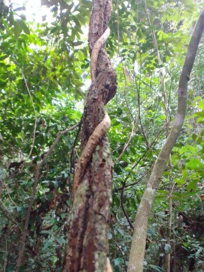 Bajakah Tempala di habitat aslinya