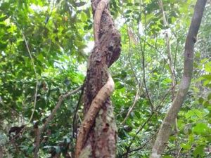 Bajakah, Rahasia Dayak yang Mendunia