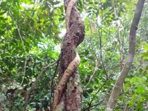 Bajakah, Rahasia Dayak yang Mendunia