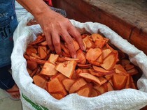 4 Macam Bajakah dari Kalimantan: Ciri Khas dan Ragam Khasiatnya