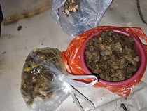 Tapir di Lampung yang Dibunuh Warga Dimasak Rica-rica, Ini Penampakannya