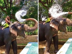 Detik-Detik Sebelum Apes, Foto Ini Bikin Susah Nahan Tawa