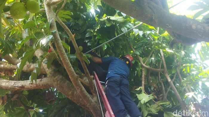 Evakuasi korban tersetrum di atas pohon sukun di Desa Pasung, Wedi, Klaten, Jumat (3/7/2026).
