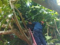 Penebas Tewas Kesetrum di Atas Pohon Sukun di Wedi Klaten