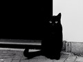 Keren! 16 Foto Pemenang Penghargaan Ini Dijepret Pakai iPhone