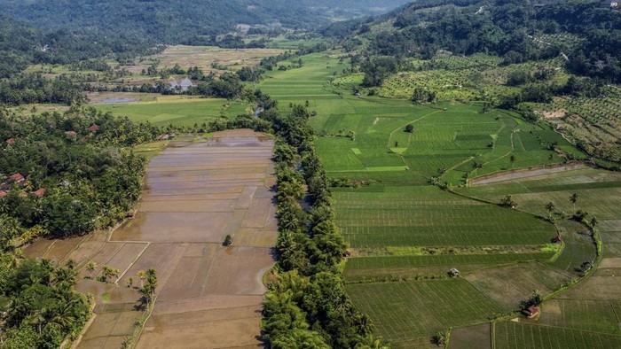 Foto udara lahan persawahan di Desa Cidolog, Kabupaten Ciamis, Jawa Barat, Jumat (3/7/2026). Kementerian Agraria dan Tata Ruang/Badan Pertanahan Nasional (ATR/BPN) menargetkan 87 persen lahan baku sawah (LBS) nasional ditetapkan sebagai Lahan Pertanian Pangan Berkelanjutan (LP2B) pada 2029 guna menekan penyusutan lahan sawah seluas 60.000 - 80.000 hektare per tahun. ANTARA FOTO/Adeng Bustomi/agr