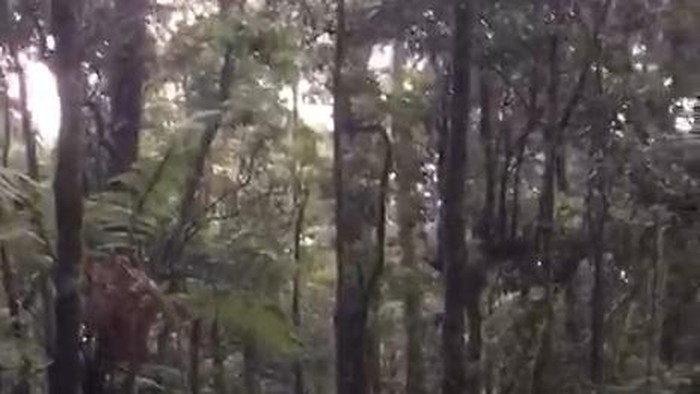 Proses evakuasi pendaki di Gunung Gede