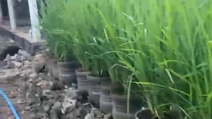 Ratusan galon ditanami padi di pekarangan rumah Pak Dukuh Ngelorejo, Gari, Wonosari, Gunungkidul, Susanto. Senin (29/6/2026).