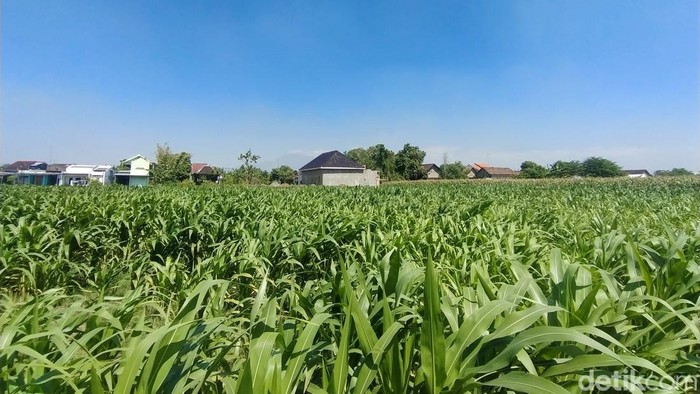 Sawah di Nganjuk