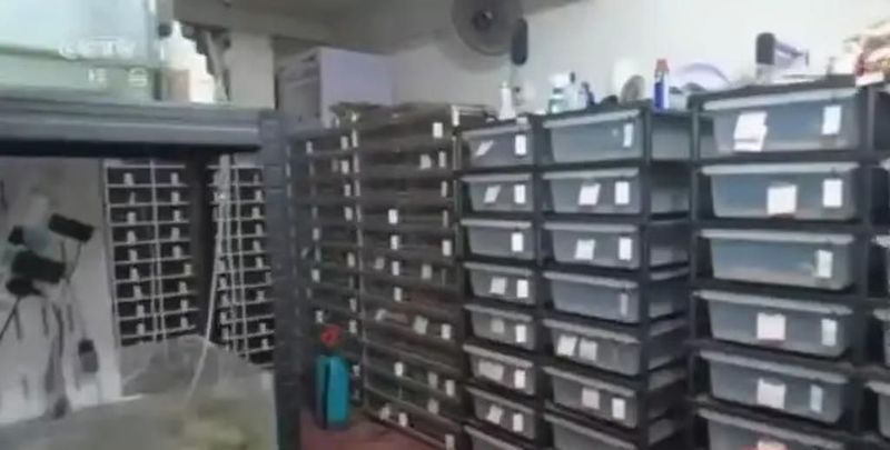 Sulap Apartemennya Jadi Sarang Ular Piton Sulap Apartemennya Jadi Sarang Ular Piton