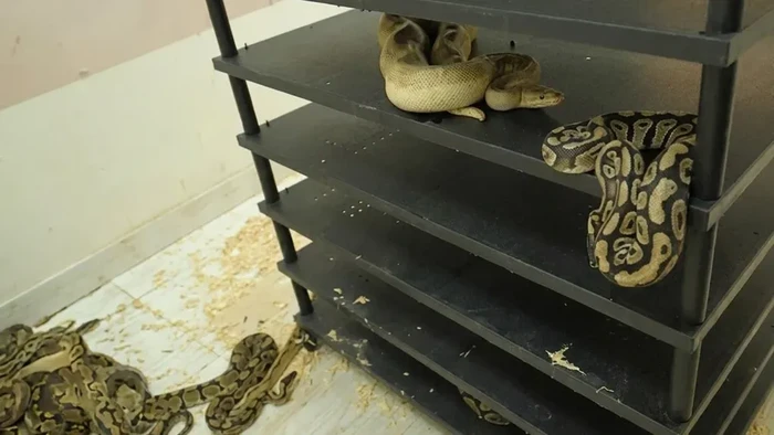 Sulap Apartemennya Jadi Sarang Ular Piton