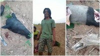 Kasihan! Tapir yang Viral di Lampung Disembelih Warga, Dimasak Jadi Rica-rica