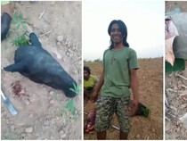 Tapir yang Malang Itu Ditombak Warga Mesuji, Kepalanya Dipukul Besi