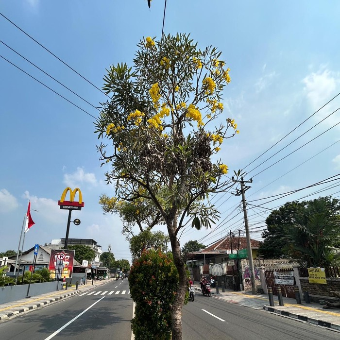 Bunga Tabebuya Mekar di Depok