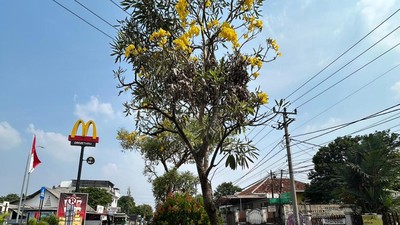 Potret Depok Rasa Jepang: Jalan Margonda Dihiasi Tabebuya Bermekaran