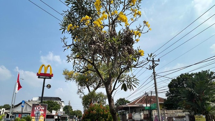Bunga Tabebuya Mekar di Depok