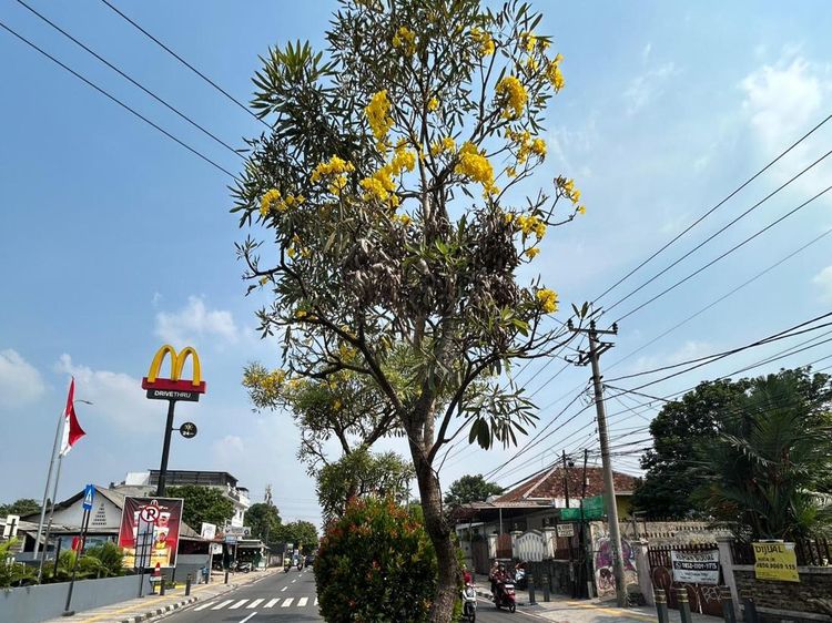 Potret Depok Rasa Jepang: Jalan Margonda Dihiasi Tabebuya Bermekaran
