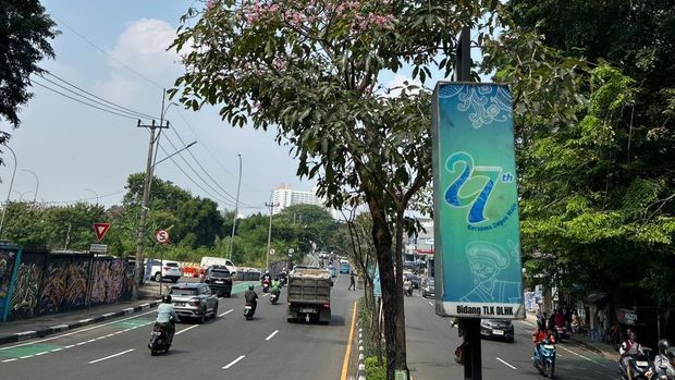 Bunga Tabebuya Mekar di Depok