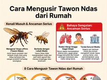 Infografis: 8 Cara Mengusir Tawon Ndas di Rumah, Jangan Nekat Dekati Sarangnya!