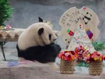 Video: Momen Kebun Binatang Beijing Rayakan Ultah Ke-11 Panda Meng Lan