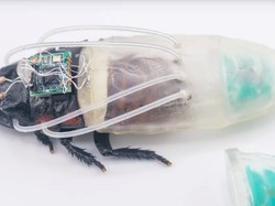 Ilmuwan Ciptakan Kecoa Cyborg yang Bisa Menyelam 3 Jam