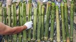 Melihat Tradisi Memasak Lemang Massal di Kerinci