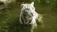 Harimau Putih Pasha Dieutanasia karena Kanker