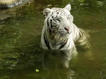 Harimau Putih Pasha Dieutanasia karena Kanker