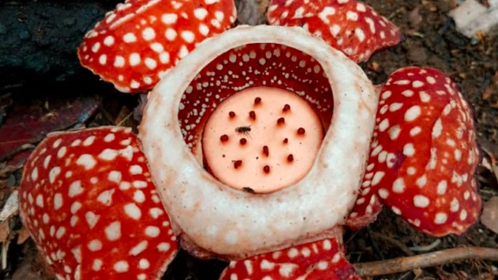 Samar Rafflesia (Rafflesia manillana)