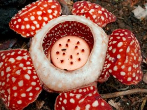 Bunga Rafflesia Langka Muncul Lagi Setelah Hilang 15 Tahun