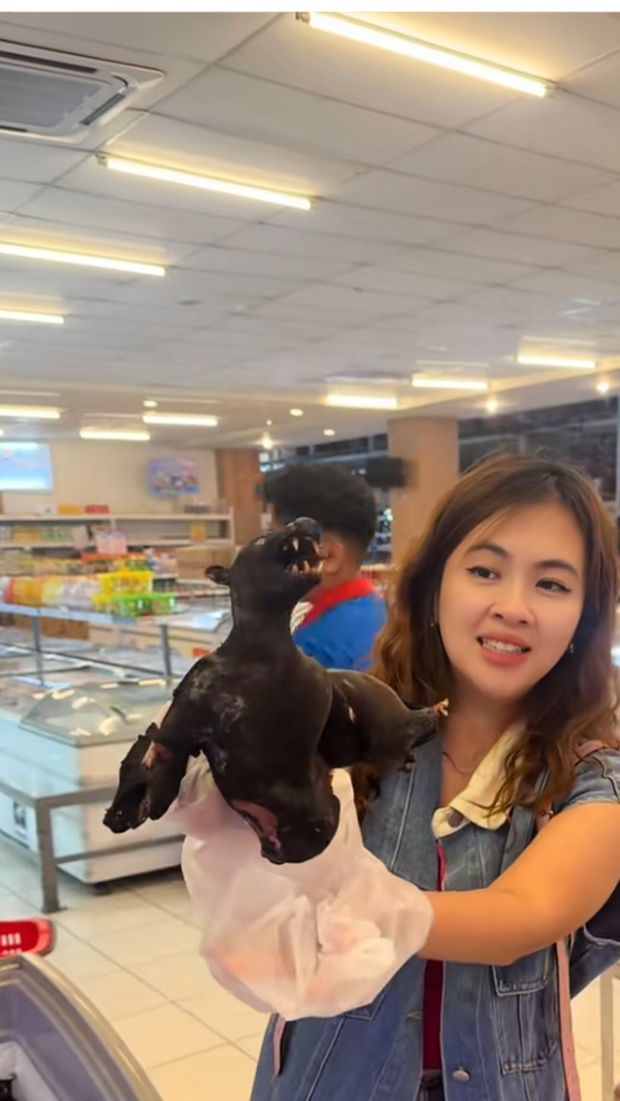 supermarket di Manado jual hewan ekstrem