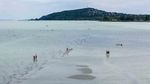 Fenomena Langka! Pulau Monyet Muncul Kembali di Danau Balaton Saat Air Surut