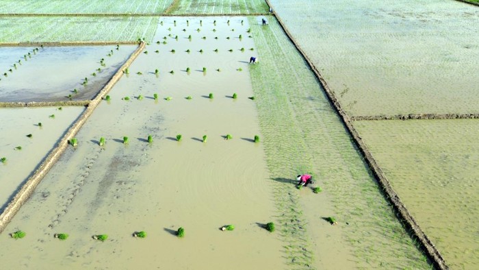 Petani menanam bibit padi di Desa Pematang Johar, Kabupaten Deli Serdang, Sumatera Utara, Minggu (5/7/2026). Pemerintah Provinsi Sumatera Utara melakukan percepatan tanam padi di sejumlah daerah untuk meningkatkan target produksi 70 ton gabah atau setara 30 ton beras pada satu musim panen. 
ANTARA FOTO/Yudi Manar