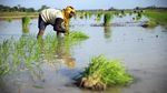 Genjot Produksi Pangan, Sumut Percepat Tanam Padi Demi Kejar Target Panen Beras