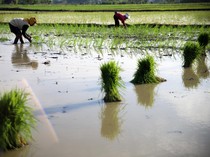 Genjot Produksi Pangan, Sumut Percepat Tanam Padi Demi Kejar Target Panen Beras