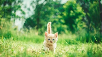 Keji! Pria di Bekasi Tendang Anak Kucing hingga Terguling-guling dan Sekarat