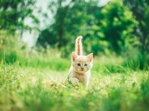 Cara Membedakan Anak Kucing Jantan atau Betina dengan Gampang, Belum Tahu?
