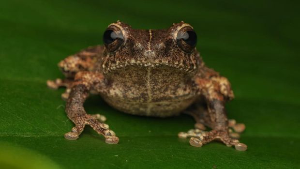 Ini Katak Semak Endemik Jawa dari Lereng Merapi, Dinamakan Philautus candrageni Ini Katak Semak Asli Jawa dari Lereng Merapi, Dinamakan Philautus candrageni