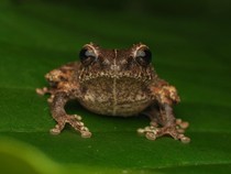 Ini Katak Semak Asli Jawa dari Lereng Merapi, Dinamakan Philautus candrageni