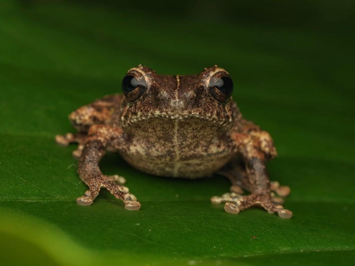 Ini Katak Semak Asli Jawa dari Lereng Merapi, Dinamakan Philautus candrageni