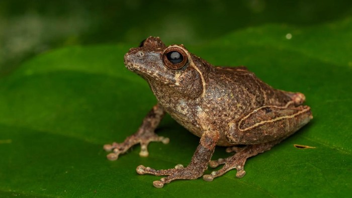 Ini Katak Semak Asli Jawa dari Lereng Merapi, Dinamakan Philautus candrageni