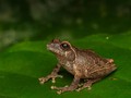 Katak Misterius Ditemukan di Lereng Merapi, Ternyata Spesies Baru!