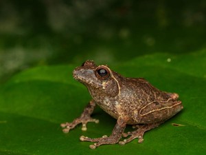 Katak Misterius Ditemukan di Lereng Merapi, Ternyata Spesies Baru!