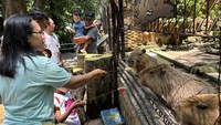 Kebun Binatang Surabaya memprediksi jumlah pengunjung pada Minggu (5/7/2026) mencapai 20 ribu orang dan diperkirakan meningkat hingga sekitar 25 ribu orang pada pekan depan. (Foto: Esti Widiyana/detikJatim)