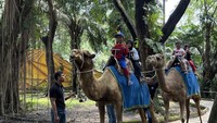 Gegara Direktur Korupsi Pakan Rp 10 Miliar, Satwa KBS Jadi Kurus-Kandang Rusak